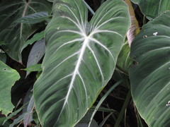 Philodendron gloriosum