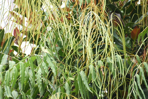Stenochlaena palustris observed 2026-10-21