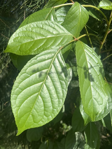 Bischofia javanica observed 2026-10-27