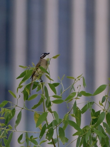 Pycnonotus sinensis, 2026-10-27