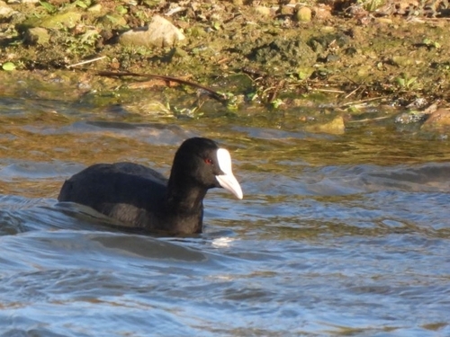 Fulica atra, 2026-10-27