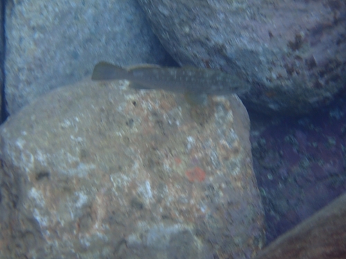 Epinephelus observed 2026-10-27
