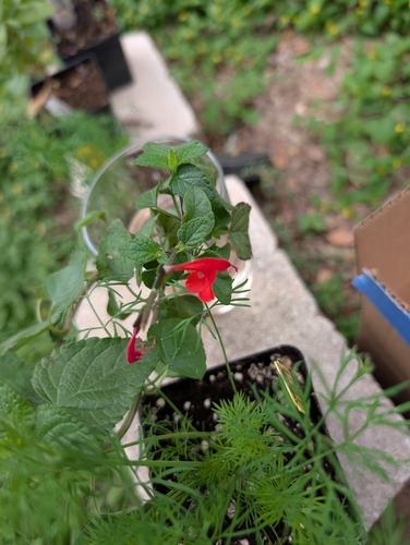 Salvia coccinea observed 2026-10-27
