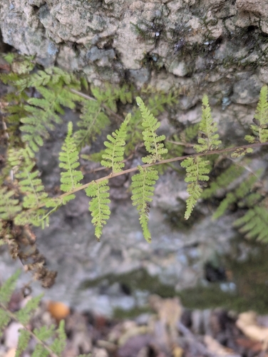 Cyathea observed 2026-10-27