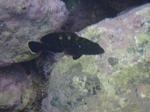 Epinephelus observed 2026-10-27