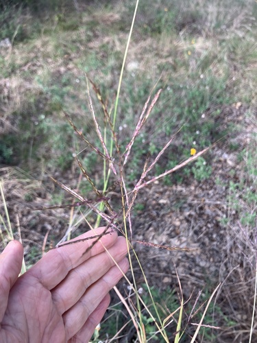 Bothriochloa bladhii observed 2026-10-27