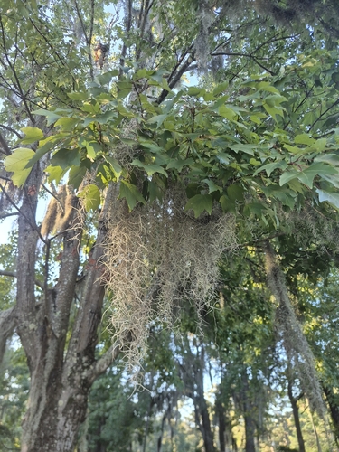 Tillandsia usneoides observed 2026-10-27