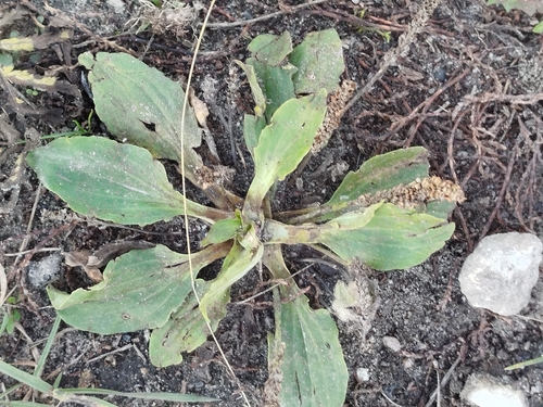 Plantago major observed 2026-10-27