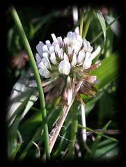Trifolium repens repens
