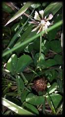 Trifolium repens repens