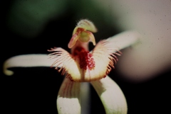 Caladenia discoidea