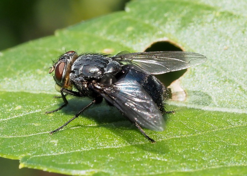 Calliphora vomitoria, 2026-10-27