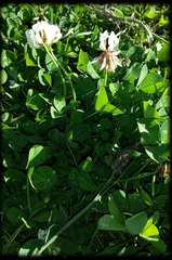 Trifolium repens repens