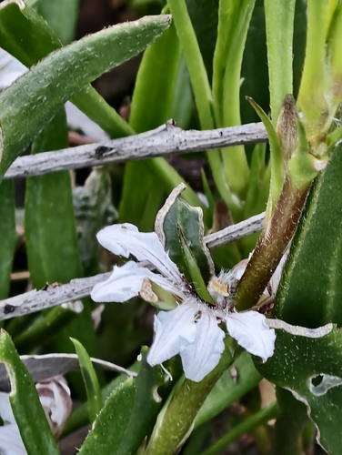 Scaevola repens, 2026-10-12