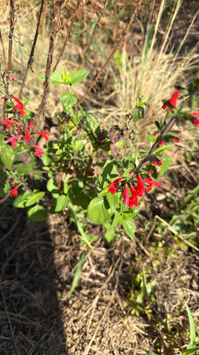 Salvia coccinea observed 2026-10-27