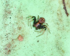 Xysticus