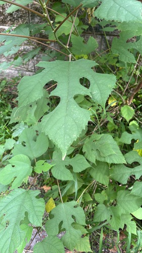 Broussonetia papyrifera observed 2026-10-27