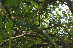 Pitangus sulphuratus