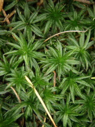 Atrichum undulatum observed 2026-10-27