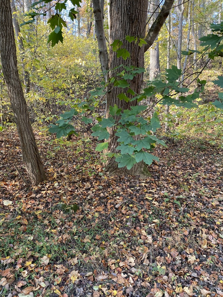 A photograph from Oct 27, 2026, about 34 miles from Gettysburg battlefield area, where the observer’s point is approximate.