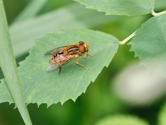 Parhelophilus divisus