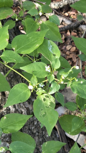 Capsicum annuum observed 2026-10-27