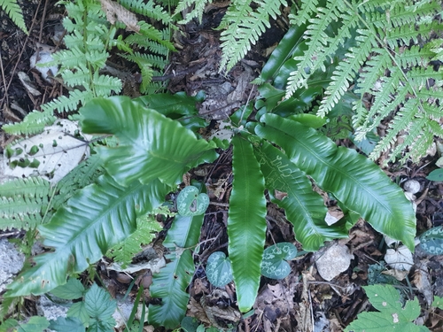 Asplenium scolopendrium observed 2026-10-27