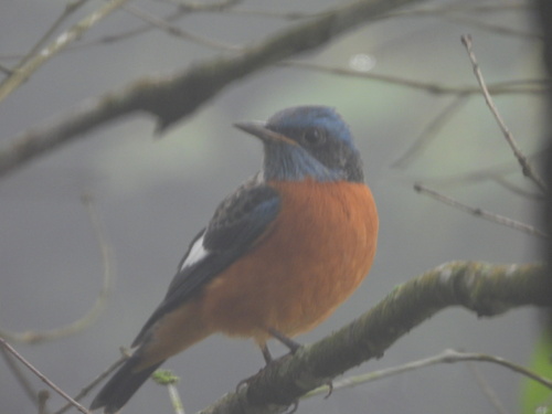 Monticola cinclorhynchus observed 2026-10-23