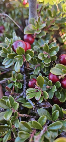 Arctostaphylos uva-ursi observed 2026-10-27