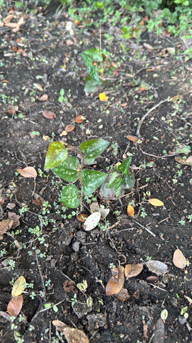 Smilax observed 2026-10-27