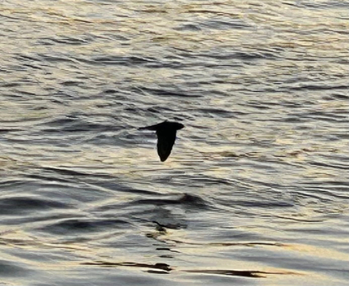 Hirundo rustica observed 2026-10-27