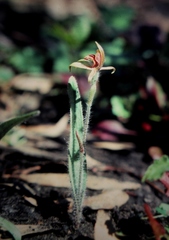 Caladenia discoidea