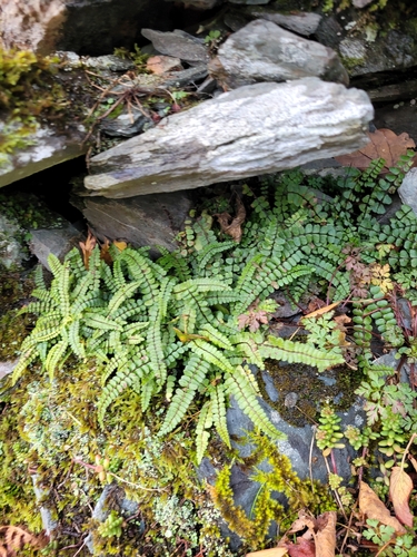 Asplenium trichomanes observed 2026-10-27