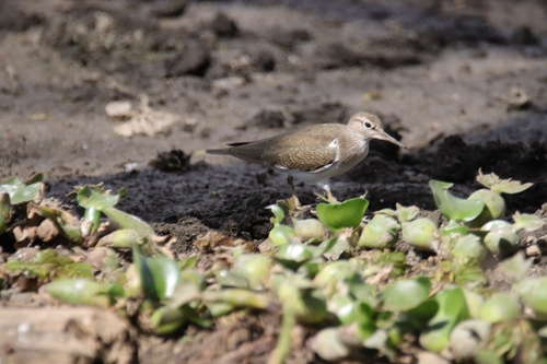 Actitis hypoleucos observed 2026-10-27