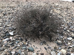 Frankenia fischeri