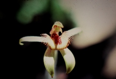 Caladenia discoidea