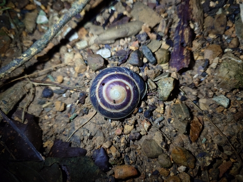 Marginella observed 2026-10-27