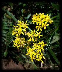 Senecio linearifolius linearifolius