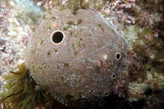 Asteropus