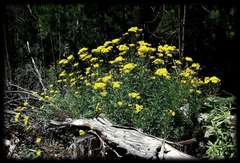 Senecio linearifolius linearifolius