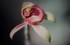 Caladenia discoidea