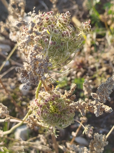 Daucus carota observed 2026-10-27