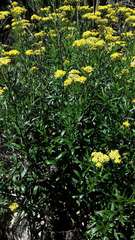 Senecio linearifolius linearifolius