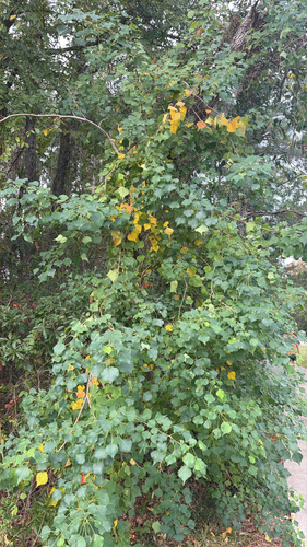 Triadica sebifera observed 2026-10-27