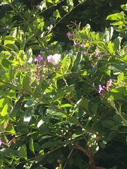 Dipogon lignosus