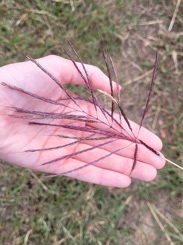 Bothriochloa bladhii observed 2026-10-25