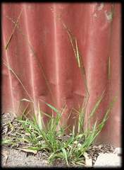 Ehrharta erecta erecta