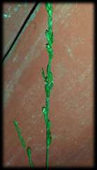 Ehrharta erecta erecta