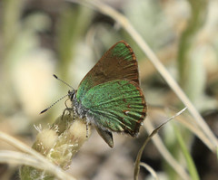 Callophrys affinis