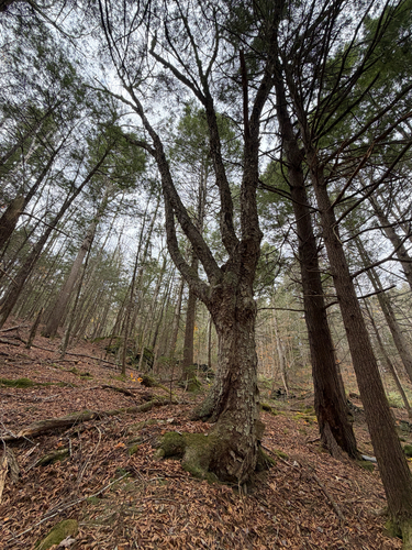 Betula alleghaniensis, 2026-10-26